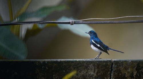 Close-up of bird perching on branch