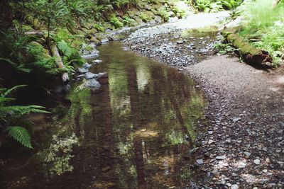 Reflection of trees in water