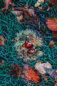 High angle view of fruits growing on field