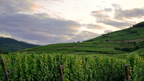 Scenic view of vineyard against sky