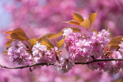 Pink cherry blossoms