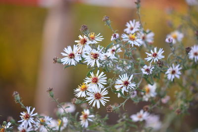 Close-up of white flowering plants