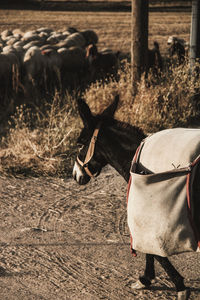 Horse standing on field