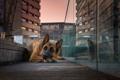 View of a dog looking through window