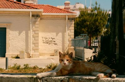 Portrait of cat outdoors