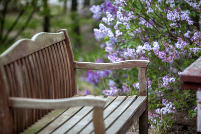 Wooden bench by purple flowering plants in park
