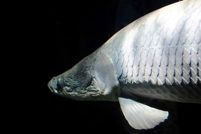Side view of fish in aquarium