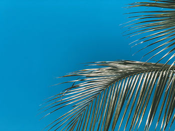 Low angle view of palm trees against clear blue sky