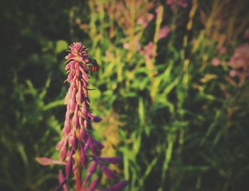 Close-up of pink flowers