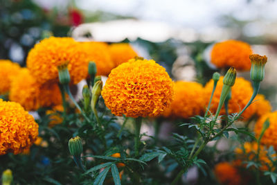 Close-up of marigold flowers blooming outdoors