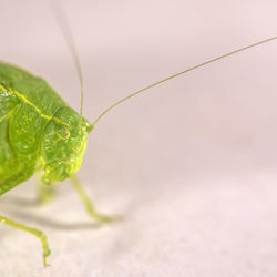 Close-up of insect on leaf