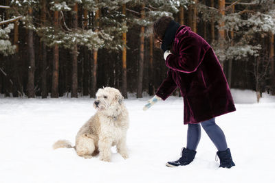 Owner playing with her dog. south russian shepherd dog on a background of winter coniferous forest.
