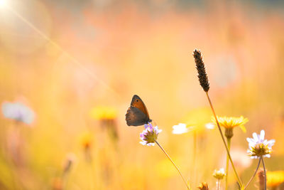 Close-up of butterfly pollinating on flower