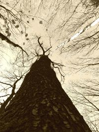 Low angle view of bare trees