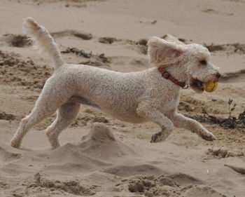 Dog on sand at beach