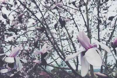 Pink flowers blooming on tree