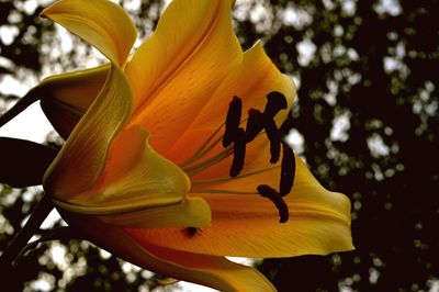 Close-up of yellow lily