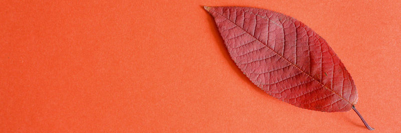 Low angle view of leaf against orange background