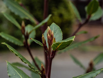 Close-up of plant leaves