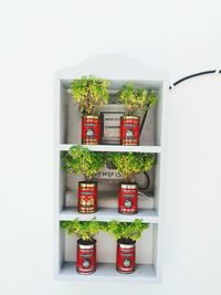 Potted plants against white background