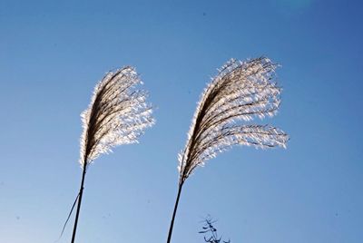 Close-up of plant against clear sky