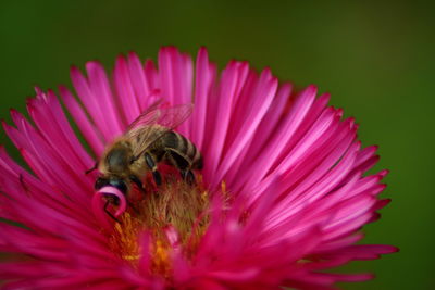 Close-up of bee pollinating on pink flower