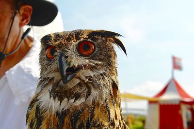 Close-up of owl against sky