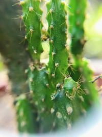 Close-up of cactus plant