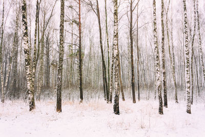 Trees in forest during winter