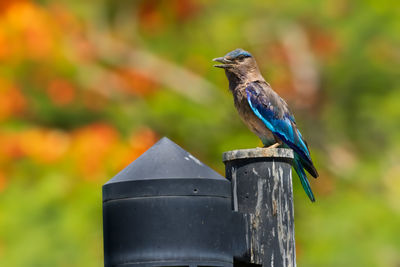 Colorful, bright blue-green tropical bird, indian roller, coracias benghalensis perched on branch