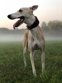 Dog looking away on field