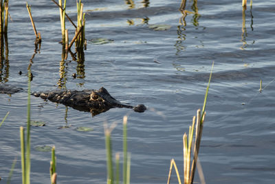 High angle view of duck swimming in lake