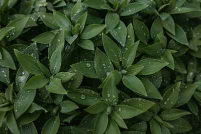 Full frame shot of wet plant leaves during rainy season