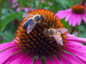 Close-up of bee pollinating on pink flower