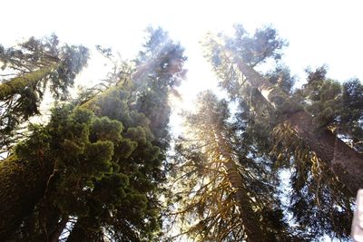 Low angle view of sunlight streaming through trees in forest