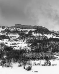 Trees on snow covered land against sky