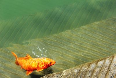 Close-up of turtle in water