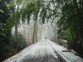 Road amidst trees during winter