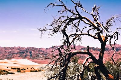 Bare tree on desert against sky