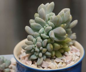 Close-up of succulent plant in bowl