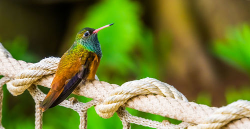 Close-up of bird perching on branch