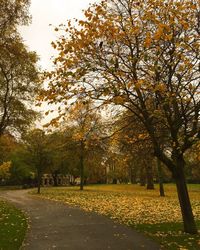 Autumn trees in park