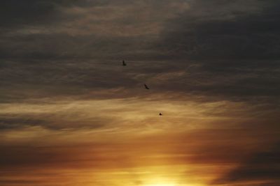 Low angle view of birds flying in sky