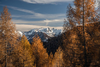 Pine trees on snowcapped mountains against sky during autumn