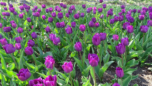 Close-up of purple tulip flowers in field