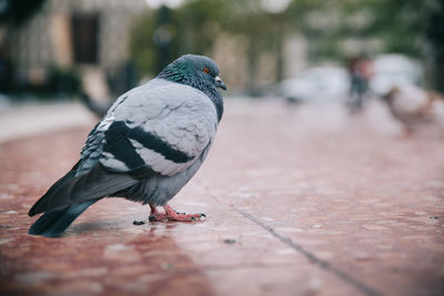 Close-up of pigeon perching on wall