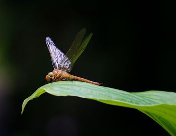 Close-up of insect on plant