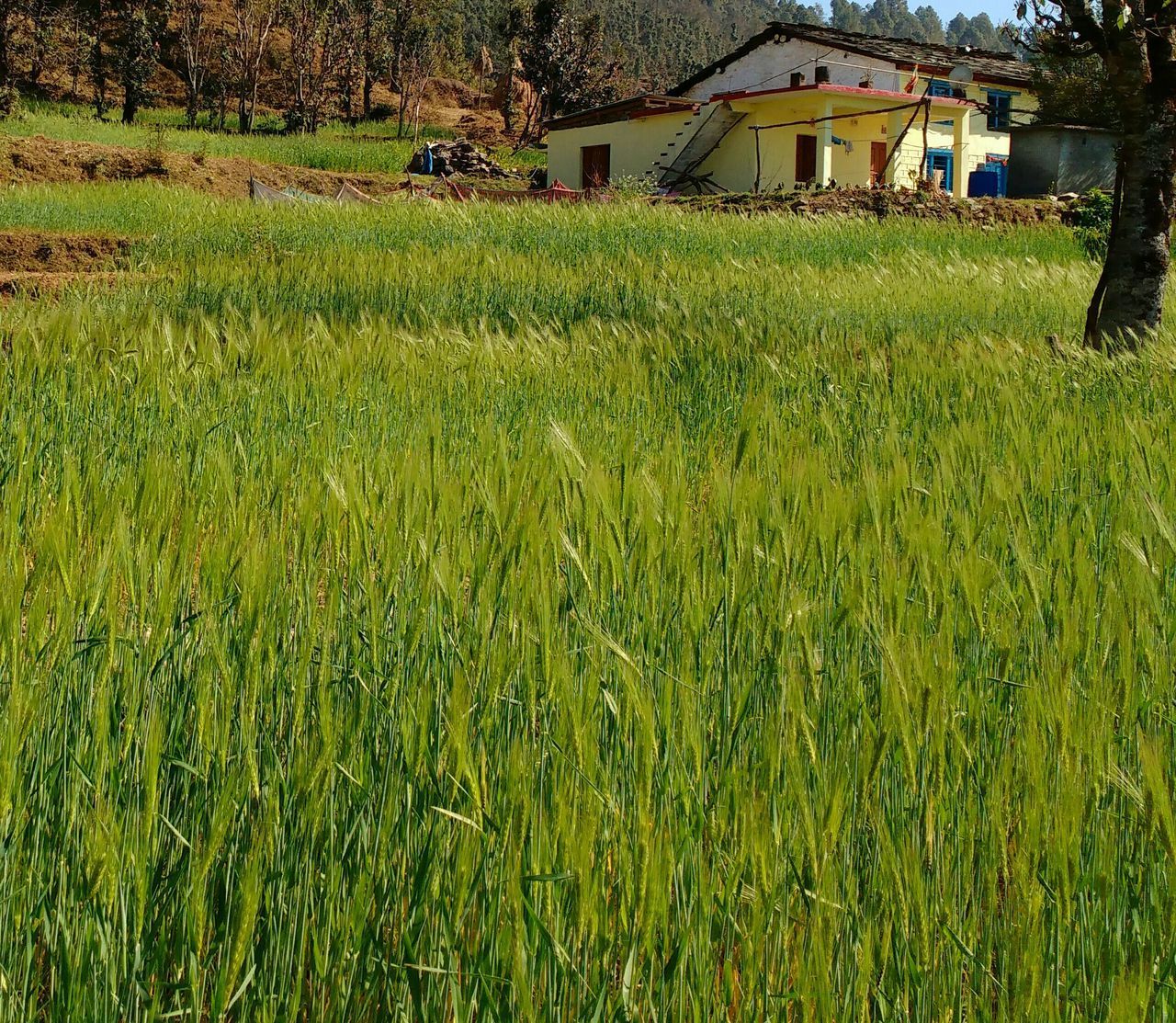 VIEW OF GRASSY FIELD