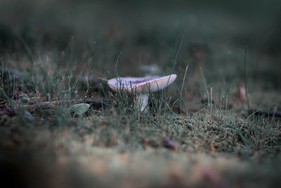 Mushroom growing on field