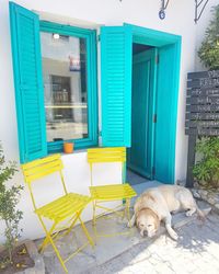 Dog relaxing in front of building